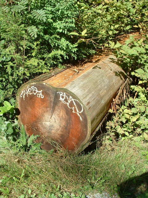 Stanley Park 8th view